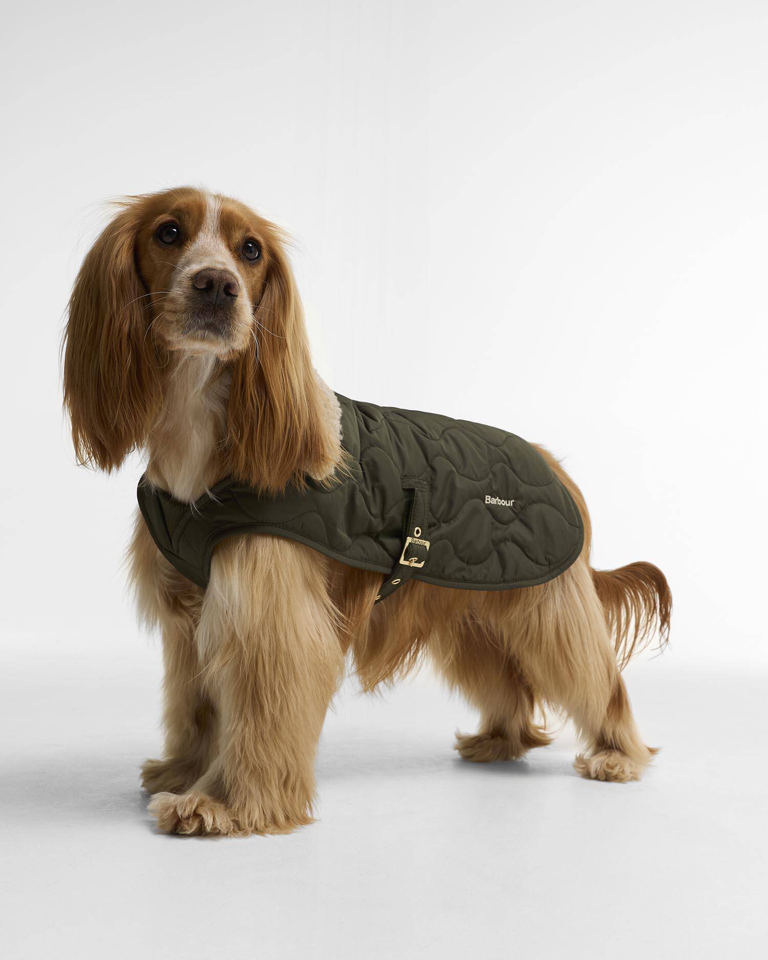 Beith Quilted Dog Coat