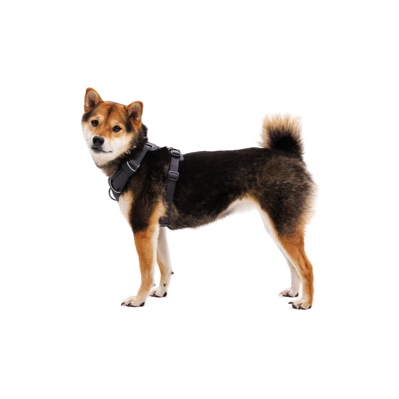 Front Range Dog Harness
