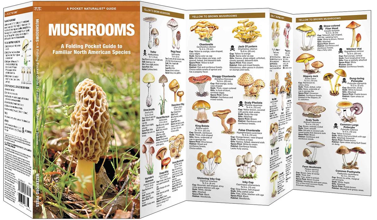 Mushrooms of North America Folding Pocket Guide