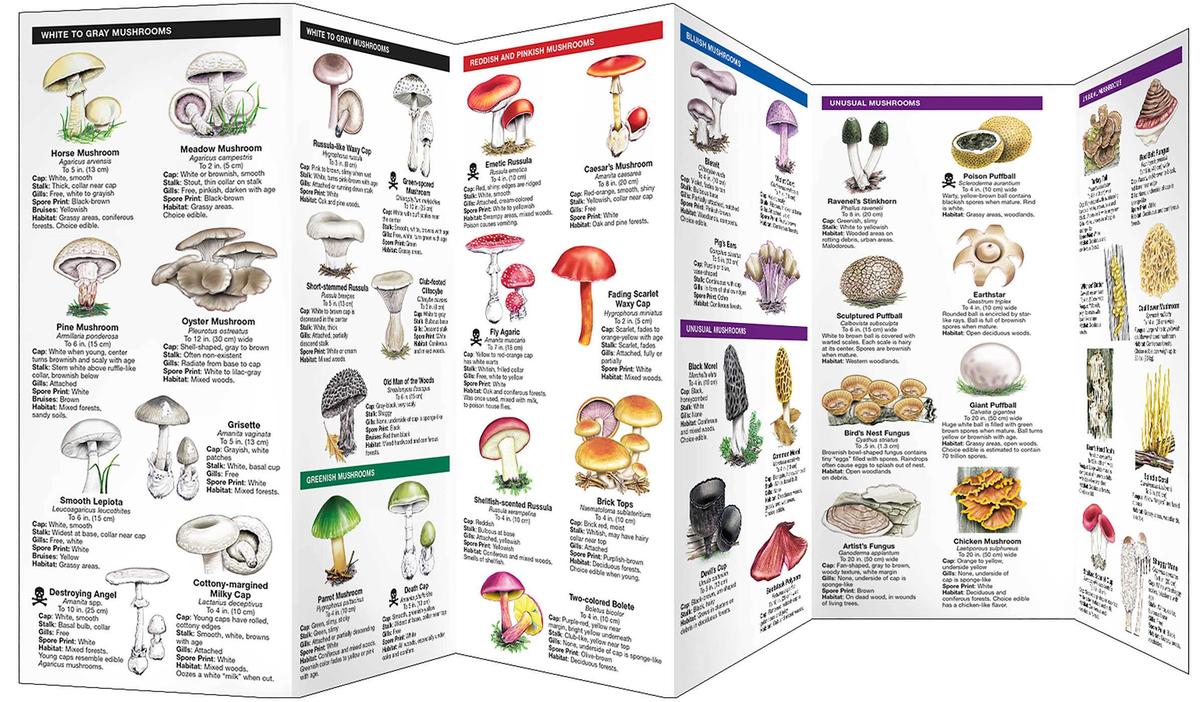 Mushrooms of North America Folding Pocket Guide