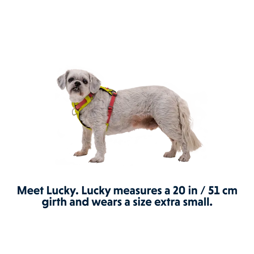 Hi & Light Lightweight Dog Harness