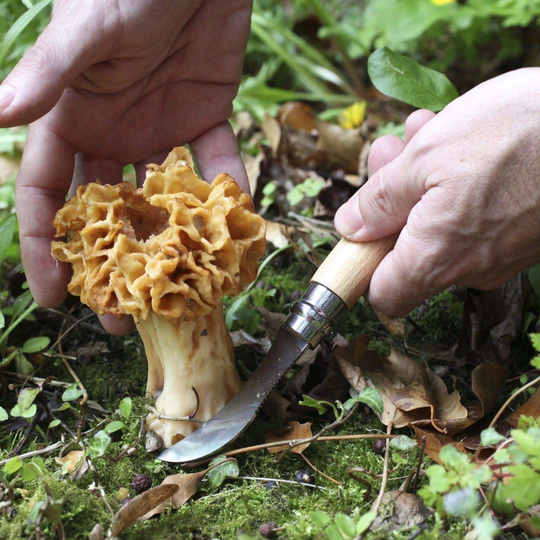 Stainless Steel Mushroom Knife