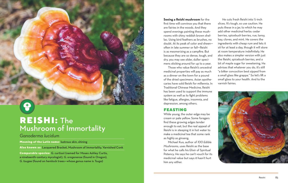How to Forage for Mushrooms without Dying